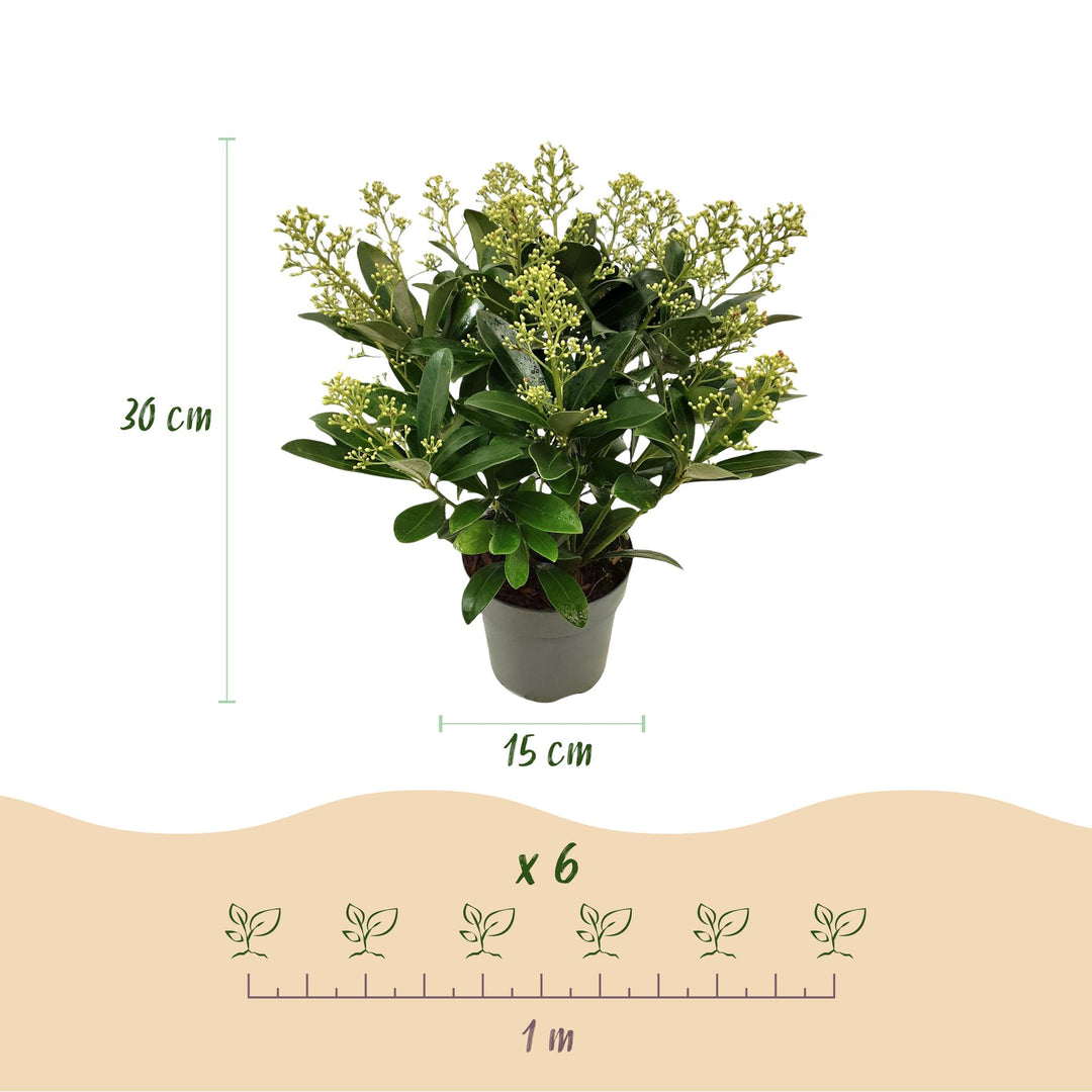 Pack of 3 Skimmia japonica 'Finchy' plants in 15cm pots, 30cm tall - view 3