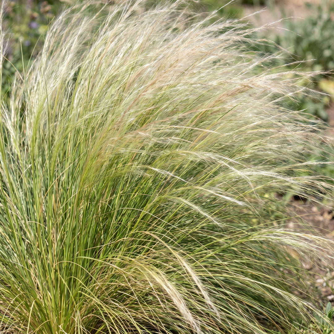 Pack of 24 Stipa tenuissima 'Ponytails' Mexican feather grass plants in 11cm pots - view 5