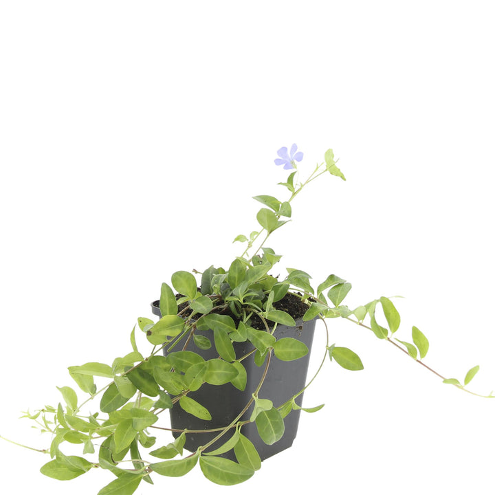 48x Vinca Minor Plants - Blue Flowering Evergreen Ground Cover - 9cm Pots