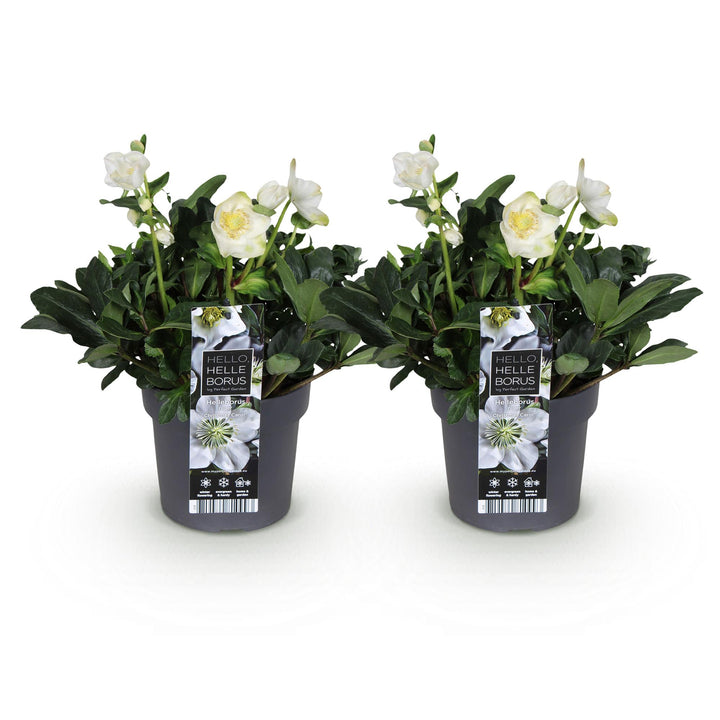 2x Helleborus niger 'Christmas Carol' Christmas Rose in 17cm pots - view 2