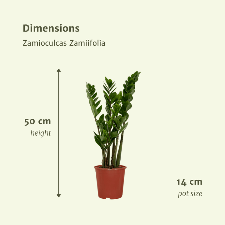 2x Zamioculcas Zamiifolia - Emerald palm - - ø14 — ZZ Plant