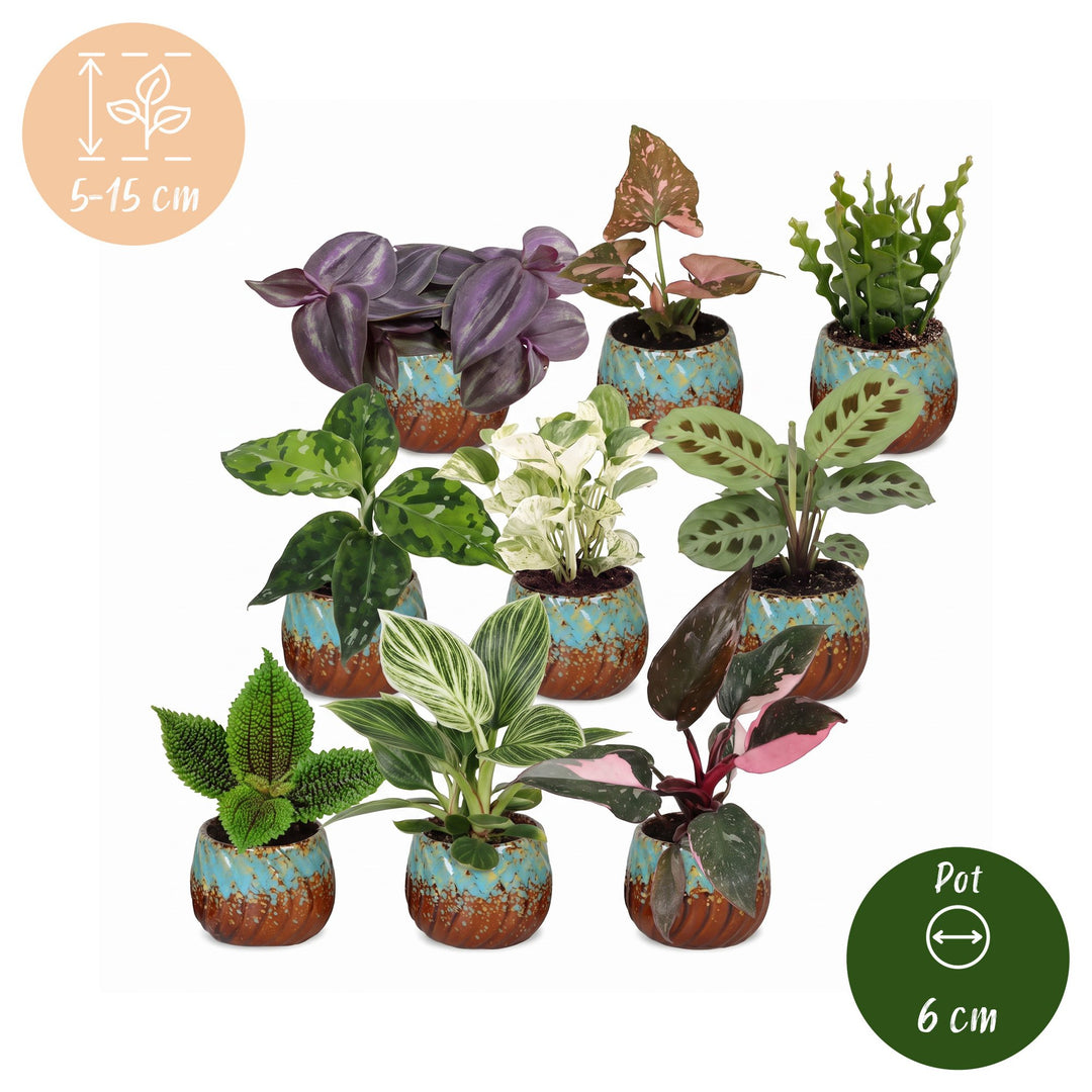 Baby Plants Surprise Box, 9 tropical plants in various colours, image 6