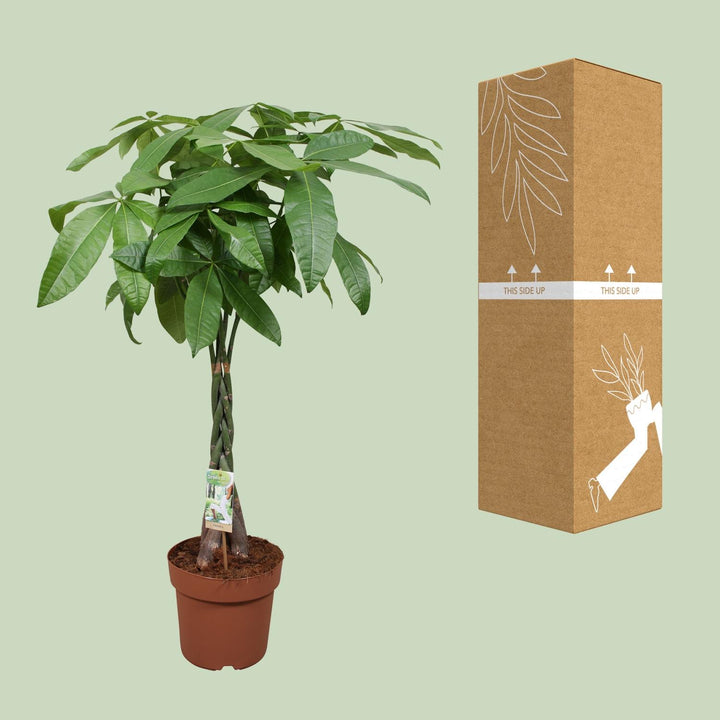 Money Tree Plant - Pachira Aquatica 120cm - Braided Trunk Houseplant