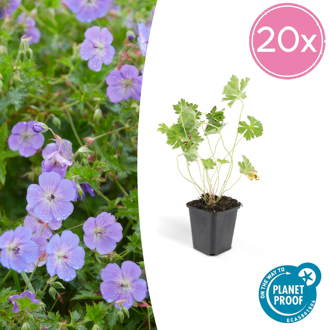 20x Geranium Rozanne - Violet-Blue Hardy Perennial - 9cm Pot