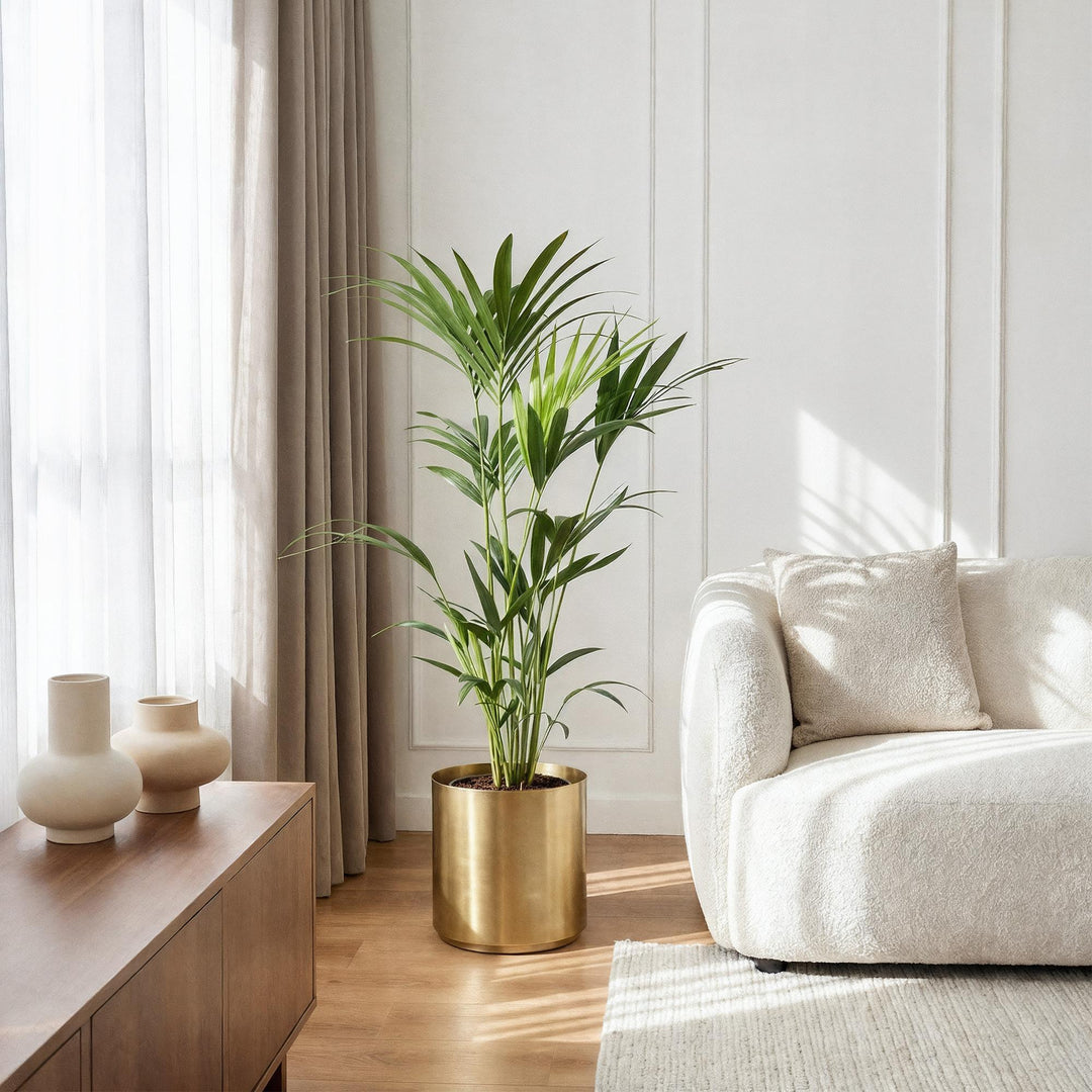 Kentia Palm (Howea forsteriana) - view 5