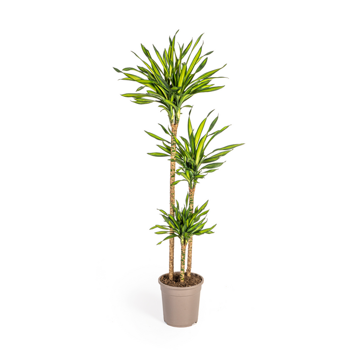 Dracaena Deremensis Rikki 130-150cm — Dragon Tree in 24cm pot