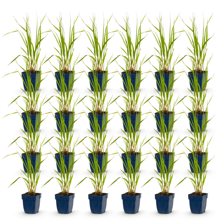 Pack of 24 Molinia caerulea 'Heidebraut' purple moor grass plants in 11cm pots - view 2