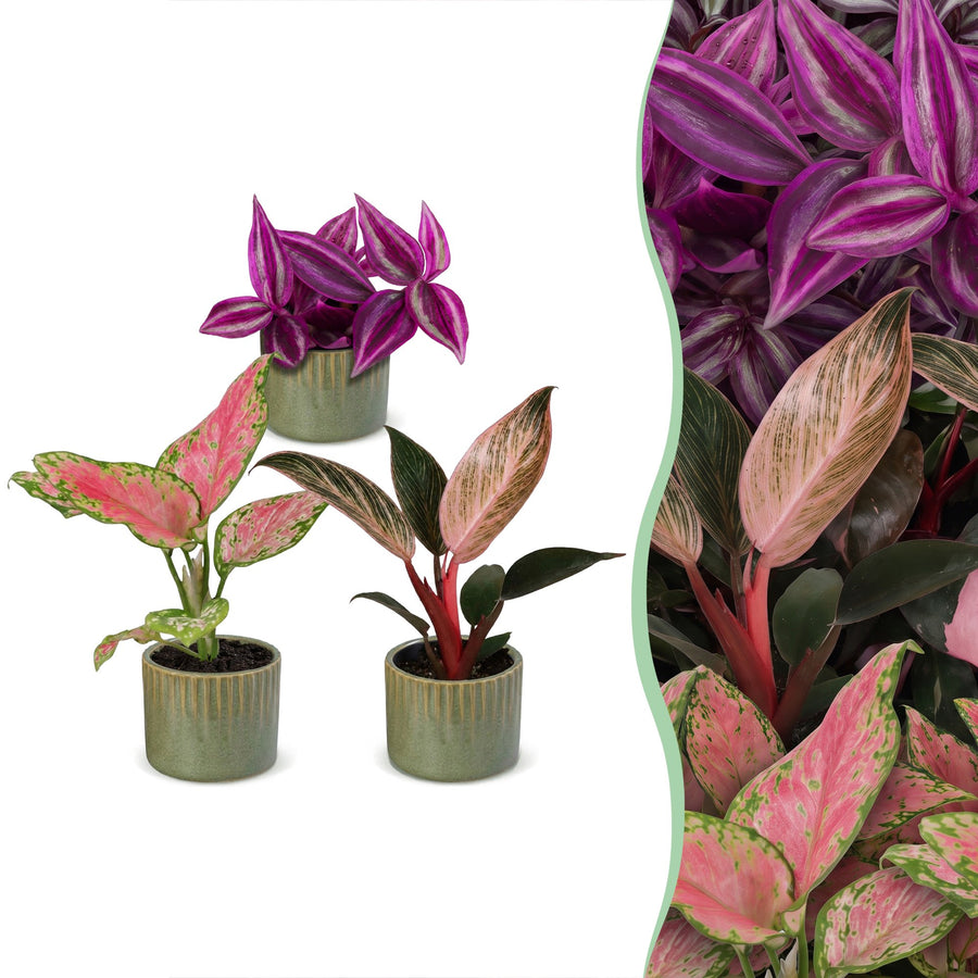 Baby Paradise Mix, pack of 3 tropical houseplants in pink and red tones