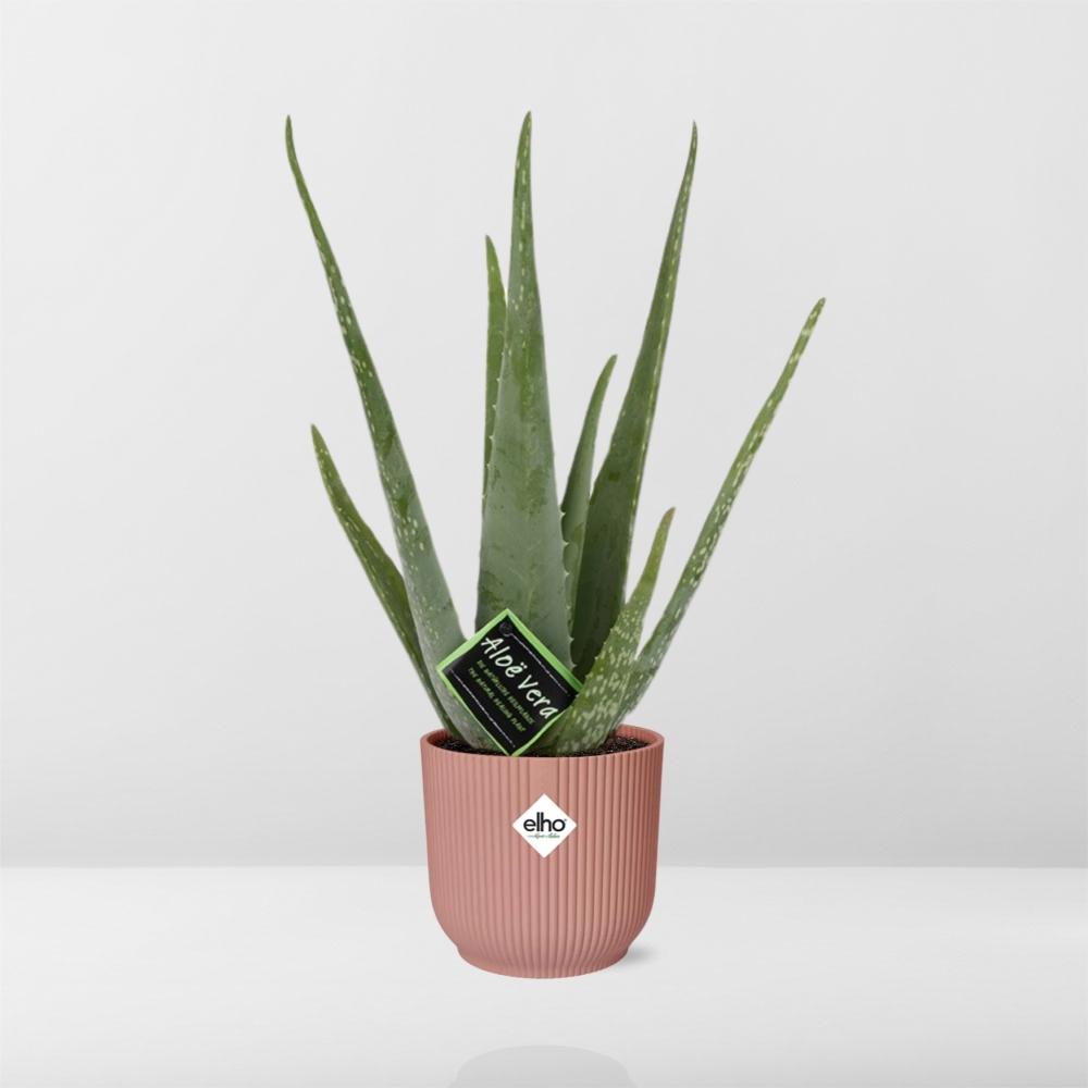 Aloe Vera Plant 12cm - Air Purifying Succulent Houseplant
