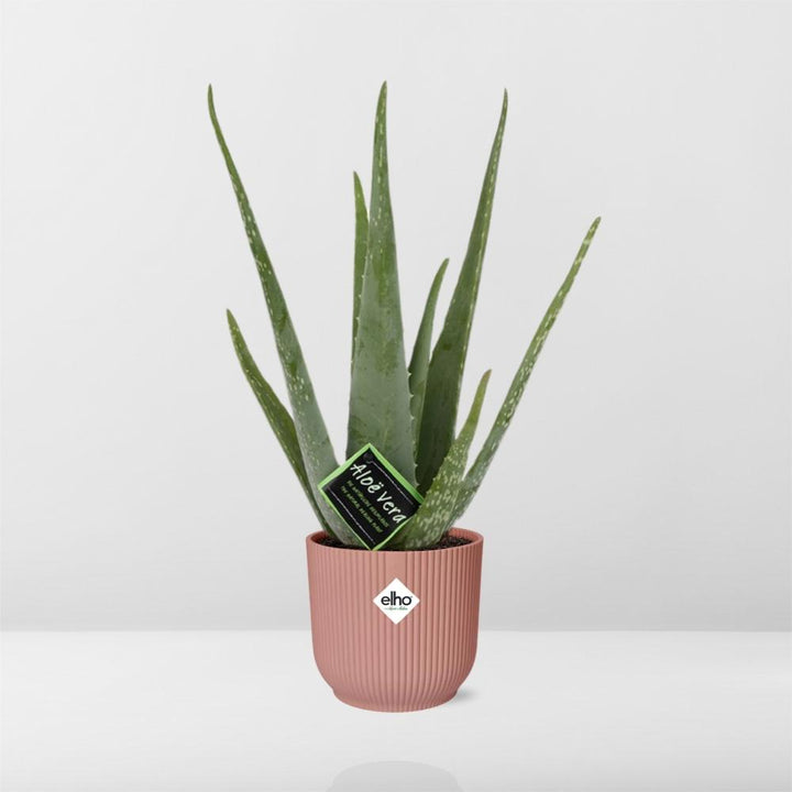 Aloe Vera Plant 12cm - Air Purifying Succulent Houseplant