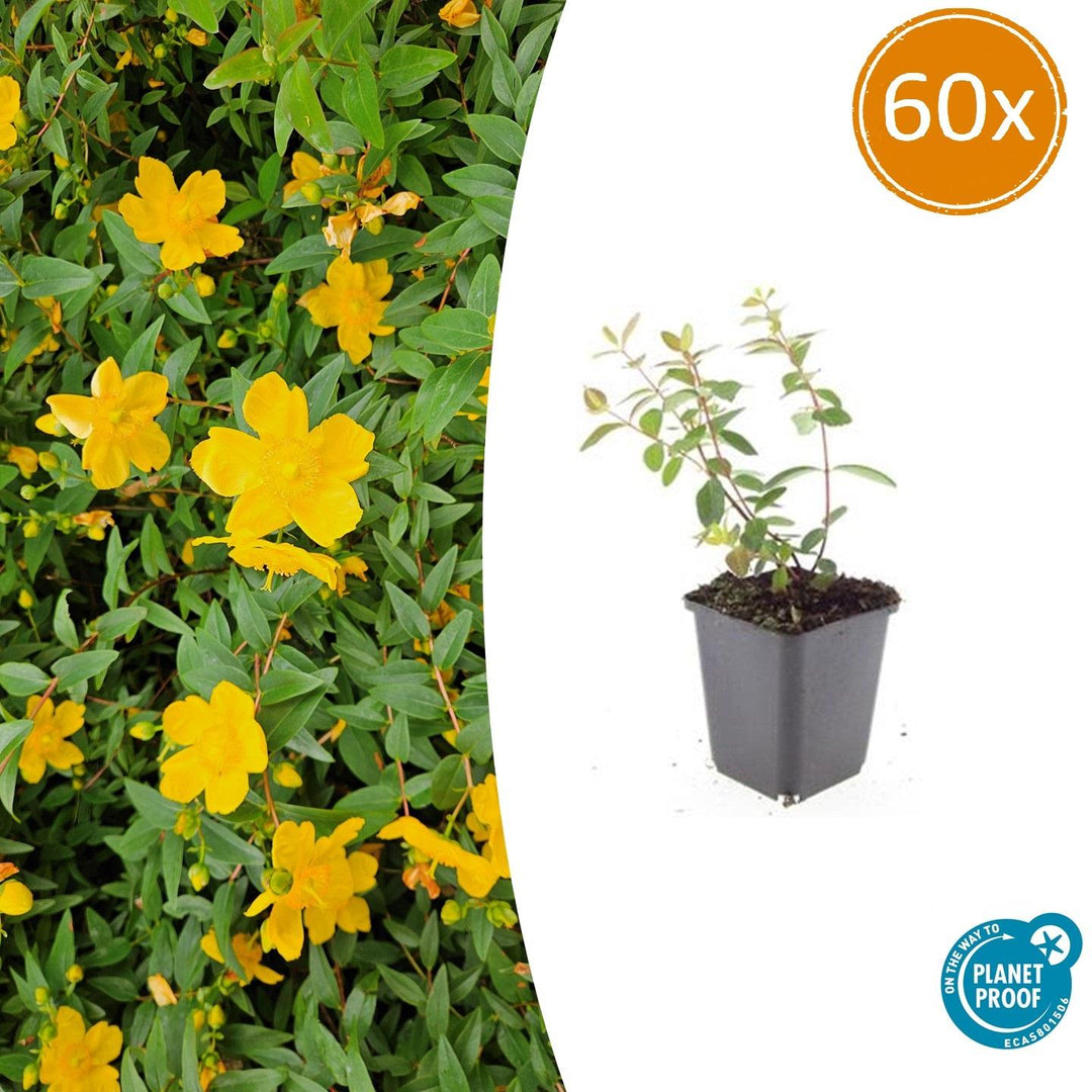 60x Hypericum dummeri 'Peter Dummer' - Semi-Evergreen Ground Cover - 10-25cm