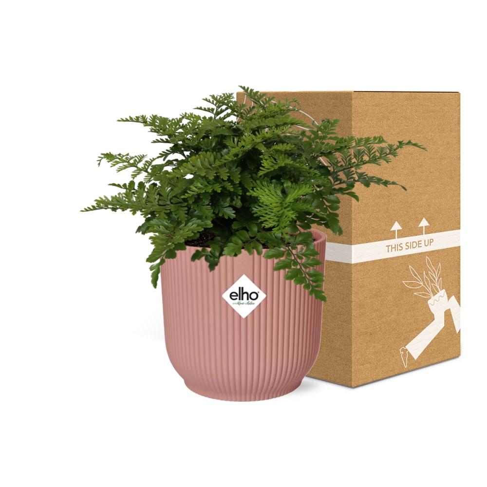 Crested Bird's Nest Fern (Asplenium 'Parvati') in a pink ELHO Vibes pot, view 5