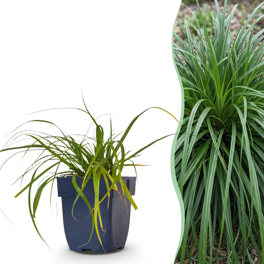 24x Carex oshimensis Evergreen Japanese sedge in 11cm pots