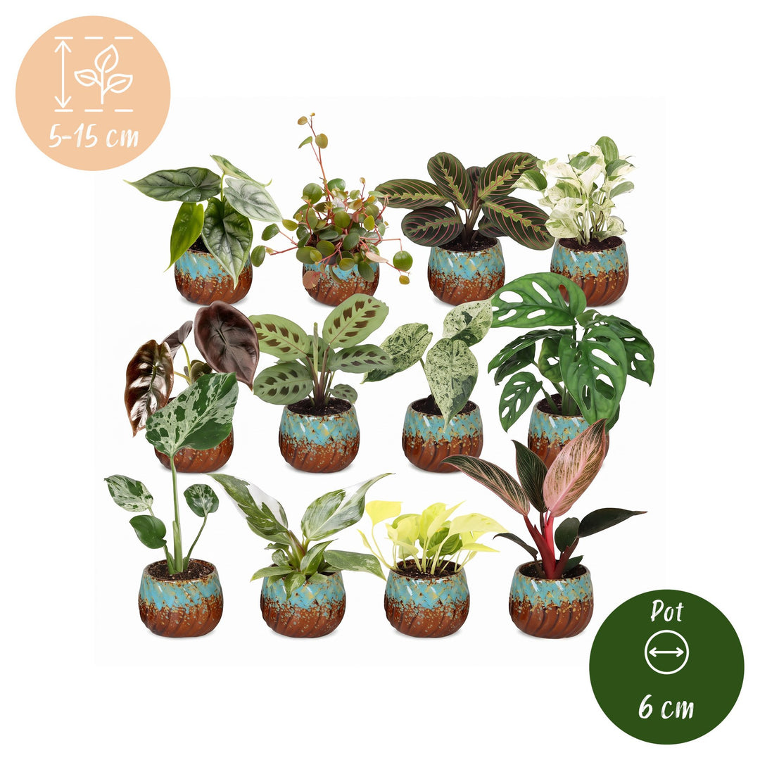 12 Baby Plants Surprise Box tropical plants in Ø6cm pots, image 5