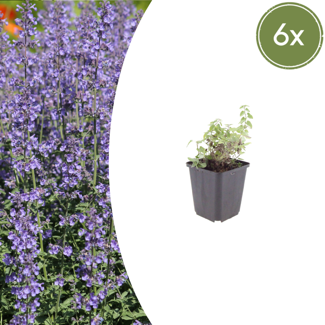 6x Nepeta 'Grol' - ↕10-25cm - Ø9cm