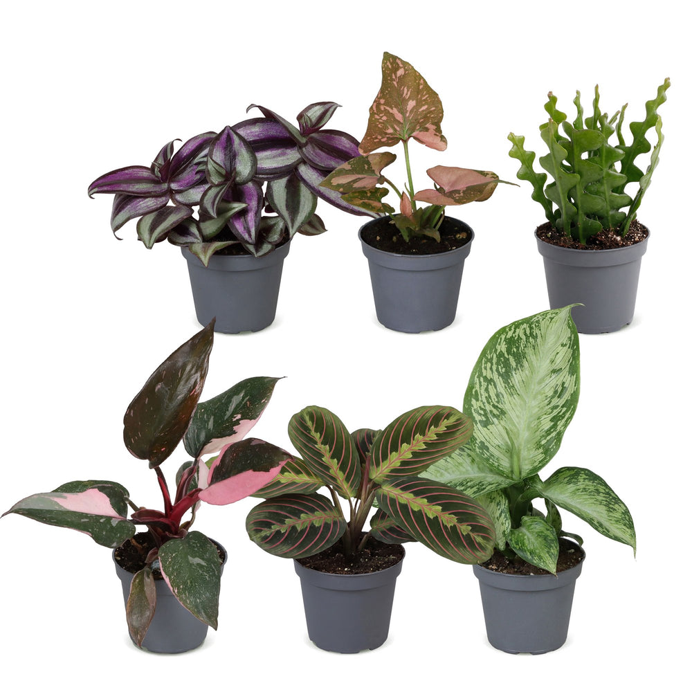 Baby Plants Surprise Box, pack of 6 mixed tropical plants, image 2