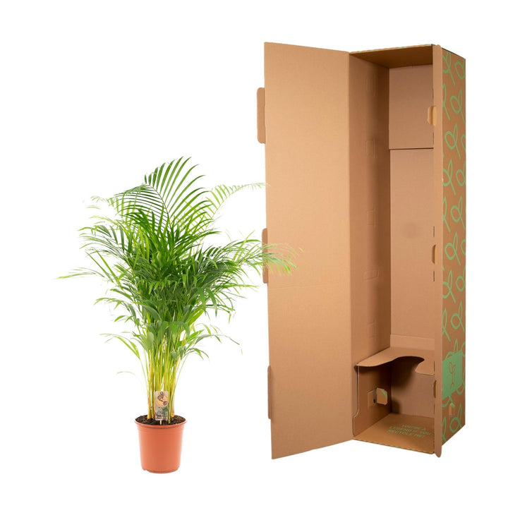 Areca Palm Plant 130cm - Air Purifying Indoor Houseplant