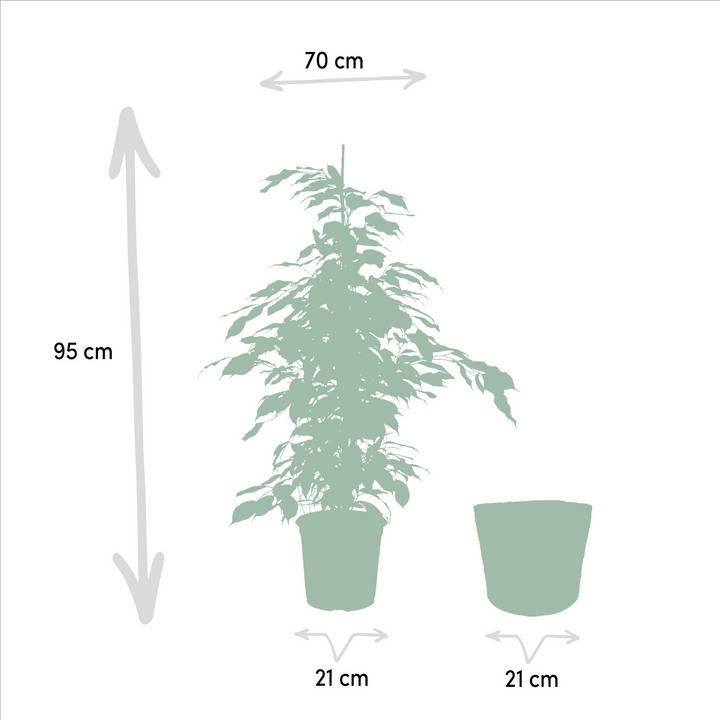 Ficus benjamina Danielle - Ø21cm - ↕95cm + Basket Selin