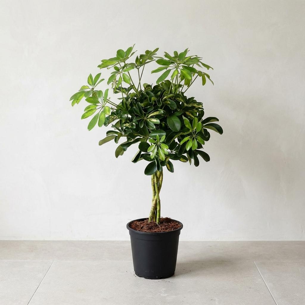 Schefflera Gold Capella - Ø21cm - ↕75cm