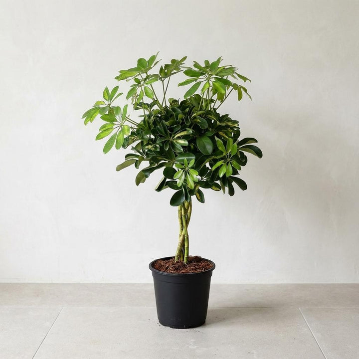Schefflera Gold Capella - Ø21cm - ↕75cm