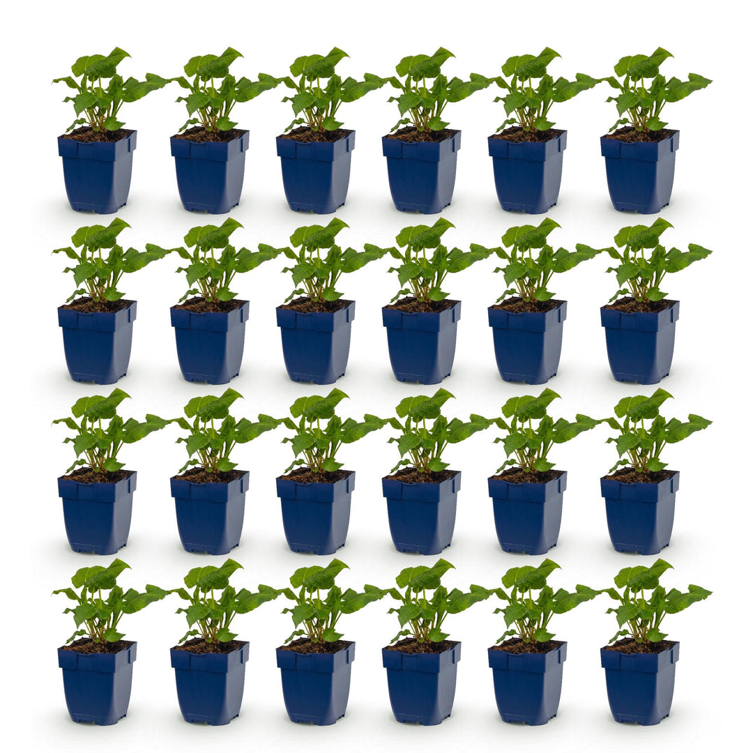 24 mixed Persicaria amplexicaulis plants in 11cm pots, 15-25cm tall - view 2