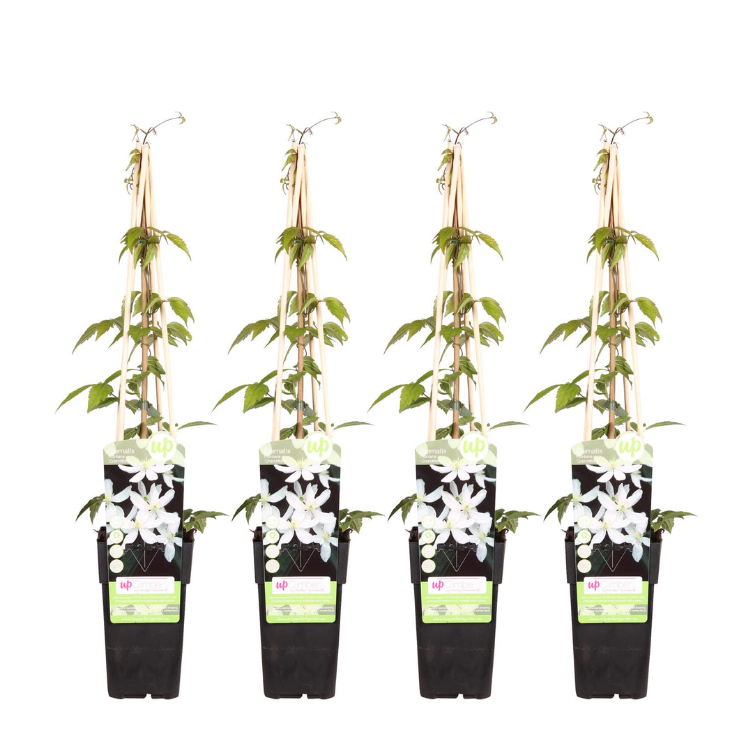 4x Clematis Montana Grandiflora - Fragrant White Climber - Ø15cm - ↕65cm