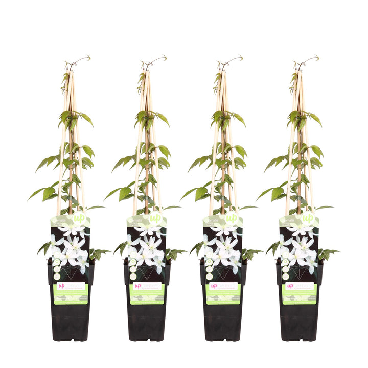 4x Clematis Montana Grandiflora - Fragrant White Climber - Ø15cm - ↕65cm