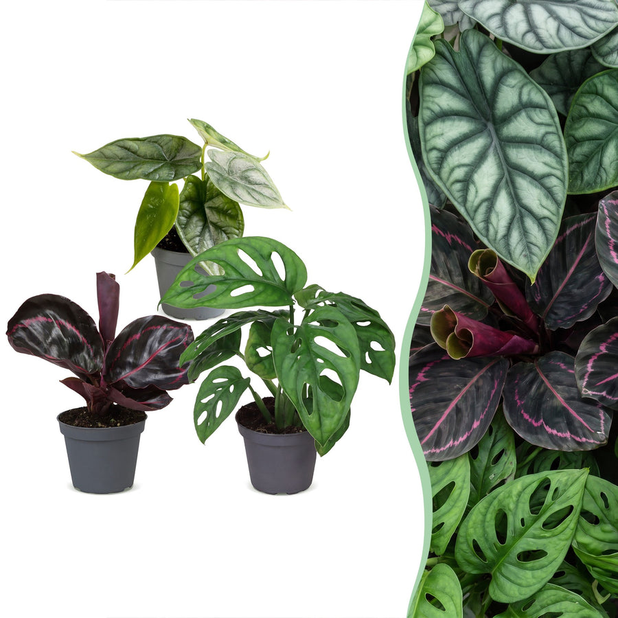 Baby Jungle Mix, pack of 3 tropical houseplants in growing pots