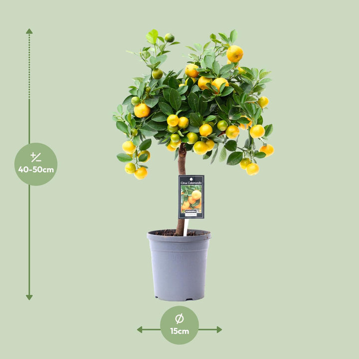 Green citrus plant in a decorative pot, ideal for sunny indoor spots, by Everspring