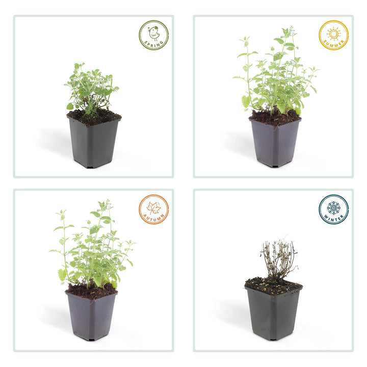 40x Nepeta Six Hills Giant Catmint - Lavender-Blue - 9cm Pot