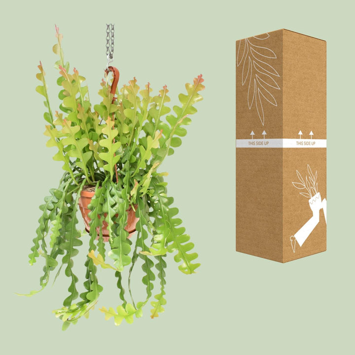 Fishbone Cactus Epiphyllum Anguliger - 60cm Trailing Plant