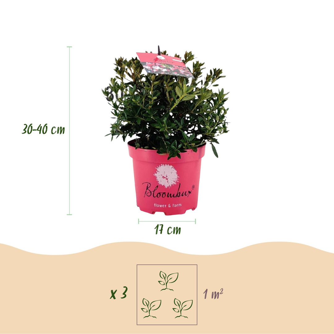 4 Rhododendron Bloombux Magenta plants in 17cm pots, 30-40cm tall - view 3
