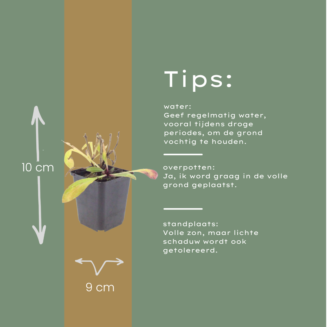 6x Helenium 'Moerheim Beauty' - ↕10-25cm - Ø9cm