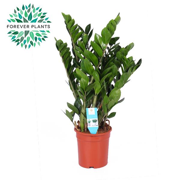 Zamioculcas Zamiifolia (ZZ Plant): The Ultimate Low-Maintenance & Resilient Green Gem!
