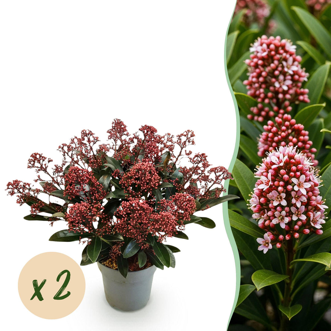 Pack of 2 Skimmia japonica 'Rubella' plants in 15cm pots, 30cm tall