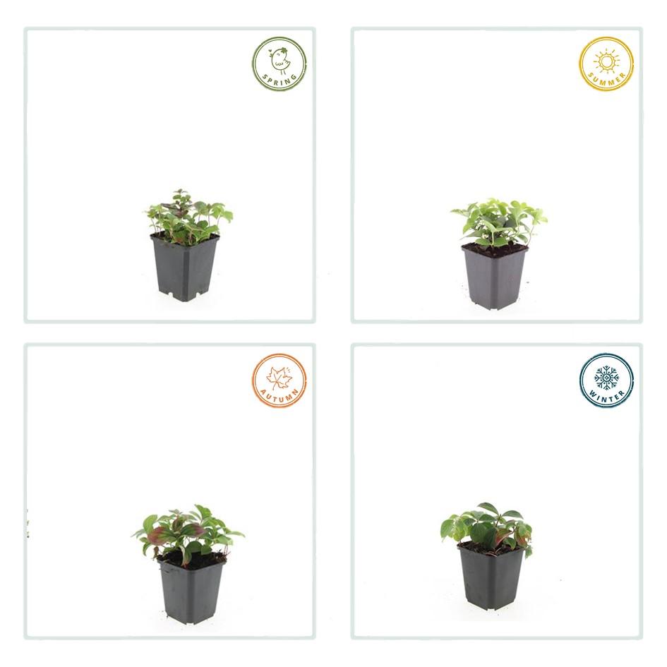 24x Cornus Canadensis Bunchberry - Shade Ground Cover 10-25cm