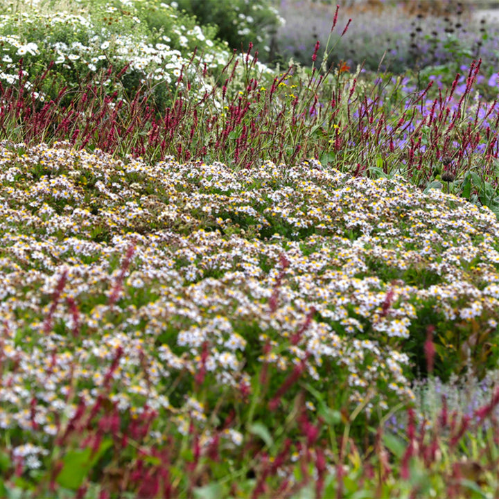 Border pack of 24 mixed shade perennials in 11cm pots - view 4
