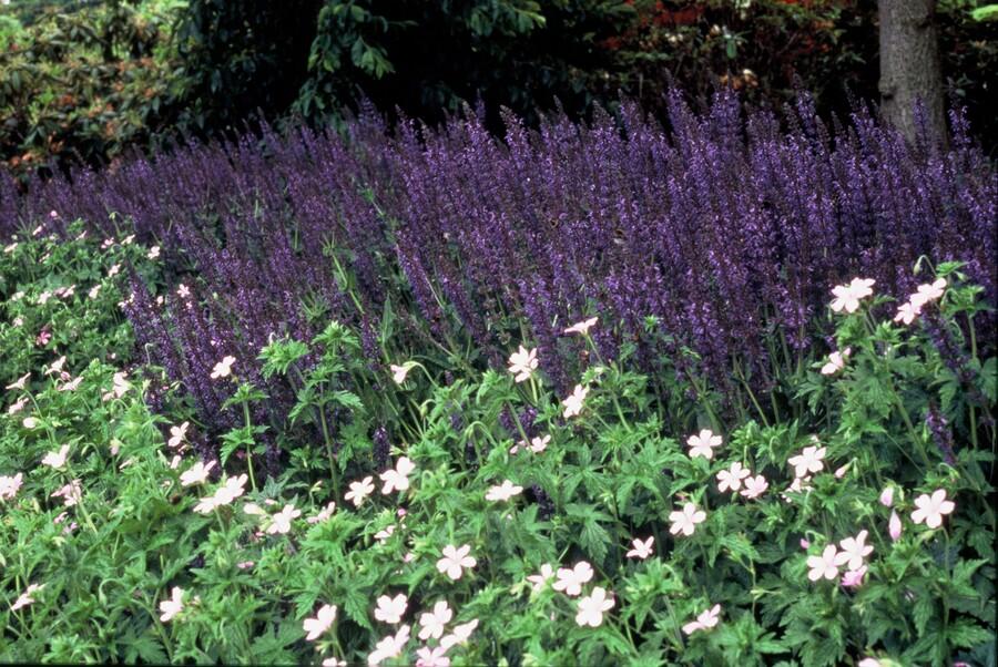 24x Salvia Nemorosa 'Mainacht' - ↕10-25cm - Ø9cm