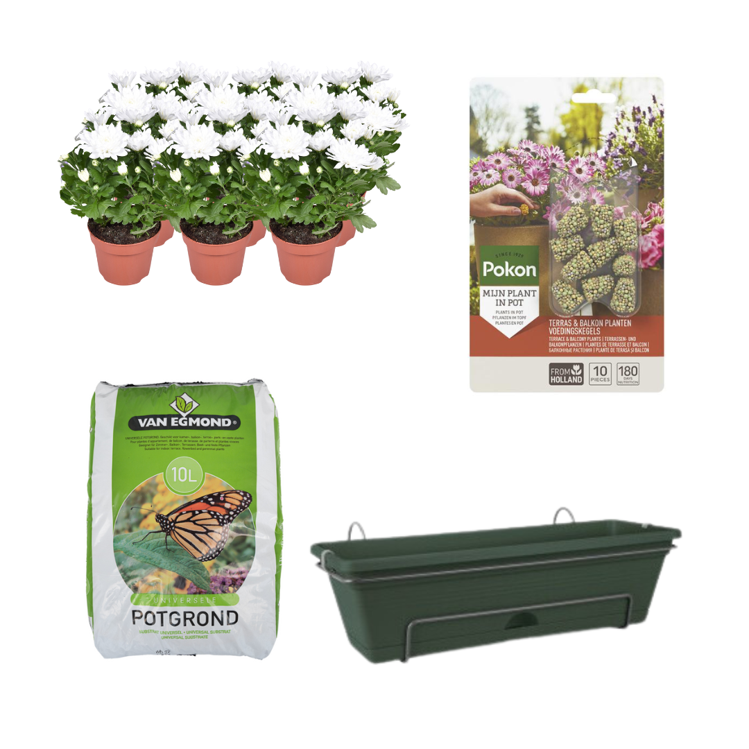 White Chrysanthemum Balcony Planter Kit - Complete DIY Set