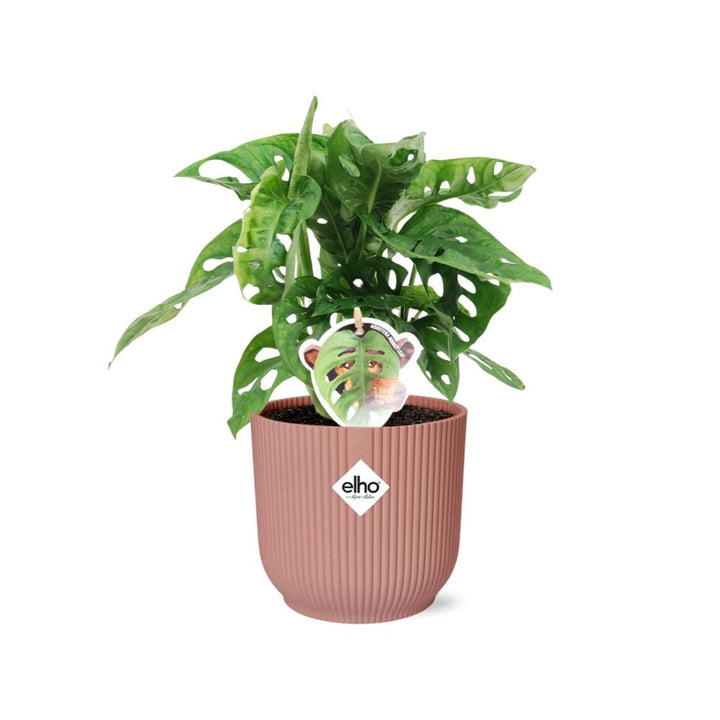 Monstera Monkey Leaf (Monstera adansonii) in a pink ELHO Vibes pot, view 2