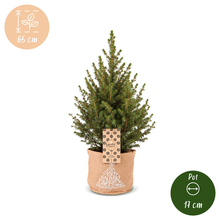Pack of 4 potted dwarf spruce Christmas trees, 65cm in 17cm pots with a jute bag - view 5