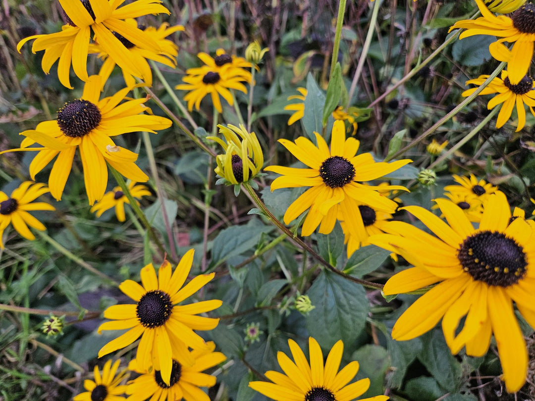 60x Rudbeckia fulgida 'Goldsturm' - Golden Yellow Perennial - 9cm Pot