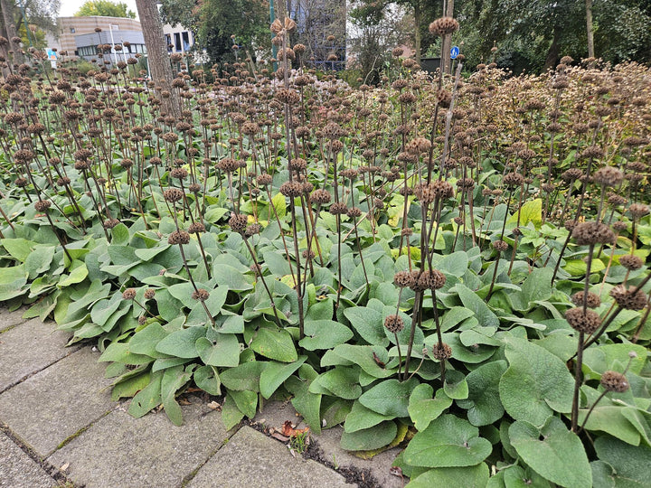60x Phlomis russeliana 10-25cm - 9cm Pot - Hardy Jerusalem Sage