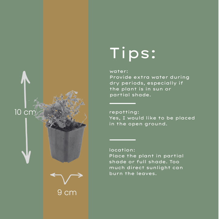 60x Galium odoratum - ↕10-25cm - Ø9cm
