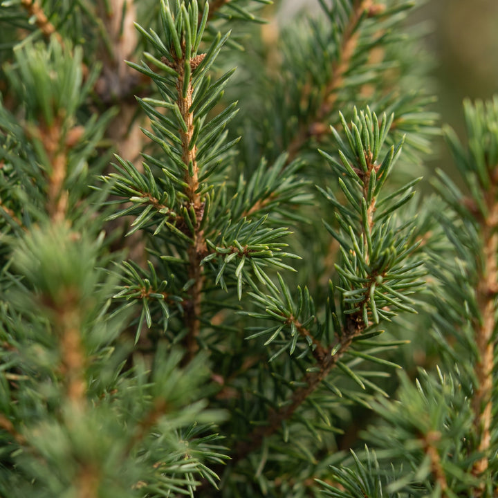Picea glauca Conica Dwarf Alberta Spruce living Christmas tree in 13cm pot, image 4