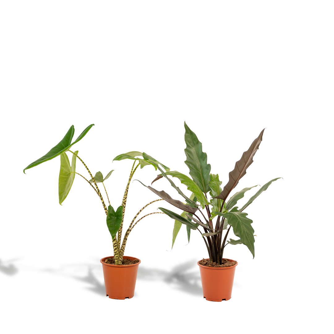 Alocasia Zebrina Plant - Zebra Striped Stems - 75cm Indoor Plant