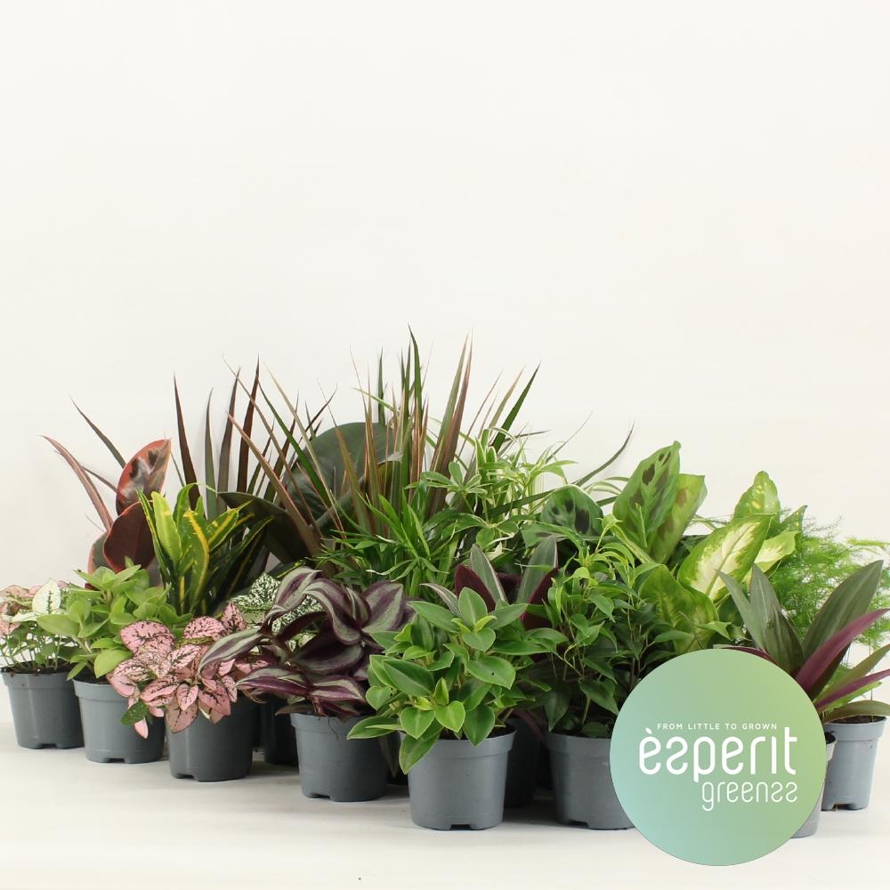 Mini Houseplant Mix 24 Pack - Small Indoor Plants Terrarium Set