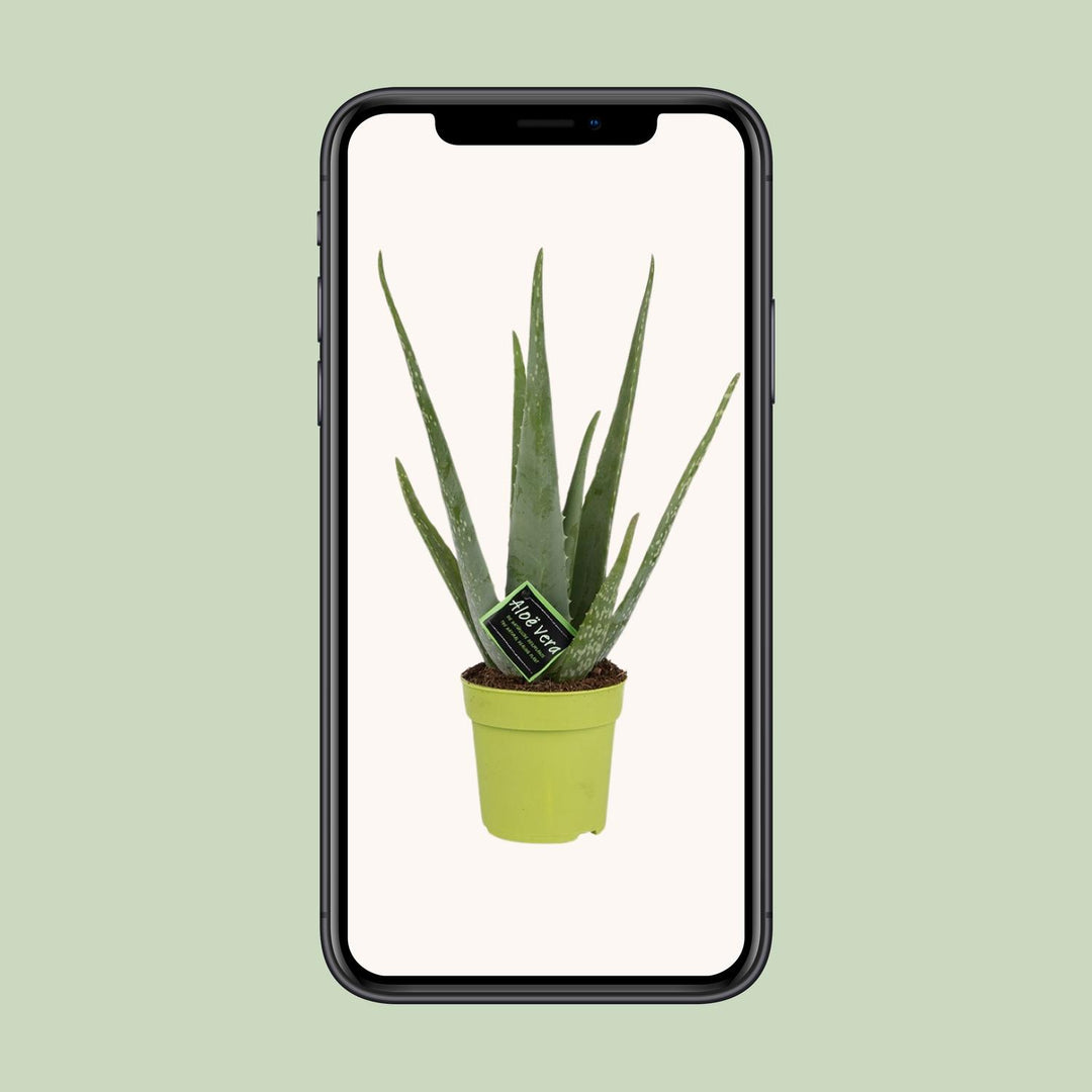 Aloe Vera Plant 45cm - Live Succulent in 12cm Pot - Indoor Plant