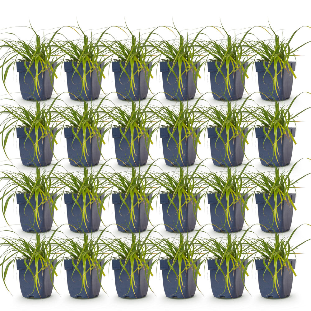 24x Carex oshimensis Evergreen Japanese sedge in 11cm pots - view 2