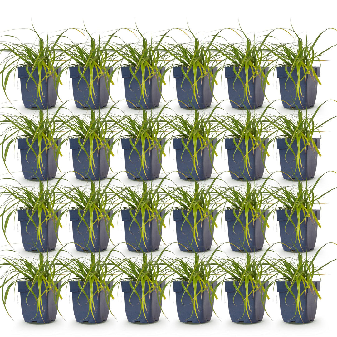 24x Carex oshimensis Evergreen Japanese sedge in 11cm pots - view 2